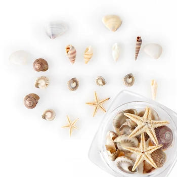 1/2/5 kutu doğal mini kabuklu kabukları denizyıldızı deniz plaj takı manikür araçları DIY craft için yapma aksesuarları bilezik mak