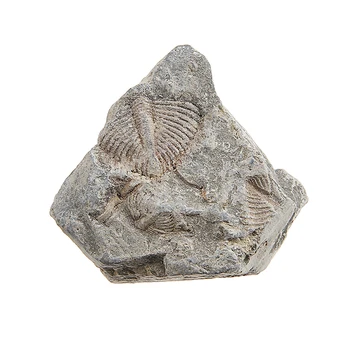 1 adet Trilobit Fosil Kuyruk Fosil Antik Fosiller Öğretim Örnekleri Koleksiyonu Bilim 25-40mm Görüntü 2