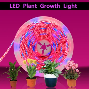 20M LED Bitki Büyümek Şerit işıklar Tam Spektrum Çiçek phyto lamba Su Geçirmez topraksız sera Büyüme Işığı + Güç adaptörü
