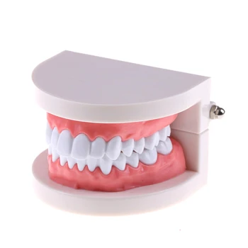 28 diş Diş Diş Modeli Öğretim Çalışma Gösteri Aracı Modeli Standart Diş Hekimi öğrenci Modeli Öğretim için