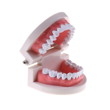 28 diş Diş Diş Modeli Öğretim Çalışma Gösteri Aracı Modeli Standart Diş Hekimi öğrenci Modeli Öğretim için Görüntü 2
