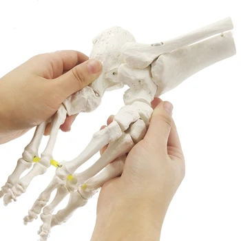 Sanat Koleji Giriş Muayene Tıbbi Ayak Eklem Modeli Ayak Ayak Bileği Eklem Ayak Cerrahisi Ortopedik Numune Kemik Simülasyon Görüntü 2